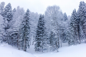Fototapeta na wymiar Winter mountain forest, snow-covered trees, panoramic views on the edge of the cliff, snow caps on the branches of the forest.