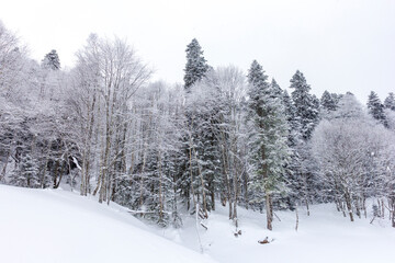 Winter mountain forest, snow-covered trees, panoramic views on the edge of the cliff, snow caps on the branches of the forest.