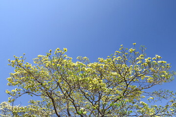 咲き始めた花水木の花と青空