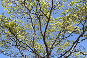 咲き始めた花水木の花と青空