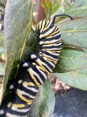 caterpillar on leaf