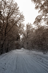 Obraz premium Narrow road through winter snowy forest on a quiet day.