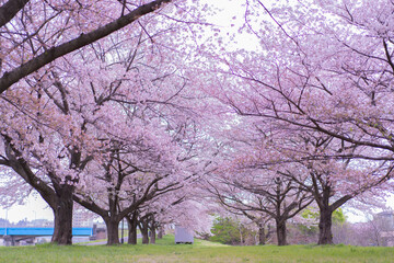 Fototapeta premium 桜並木 / Row of cherry blossom trees