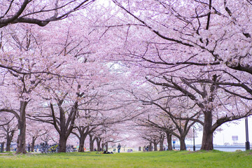 桜並木 / Row of cherry blossom trees