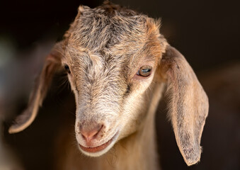 baby goat waiting for its new owner to buy it