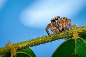 cute eyes of jumping spider, close up shot of a jumping spider with blue background