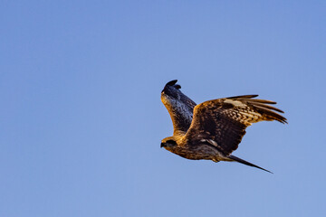 大空を羽ばたくトビ
