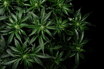 Fototapeta na wymiar Cannabis bush on black background. Layout of fresh wet marijuana leaves, watering weed plant, top view. Hemp recreation, growing concept.
