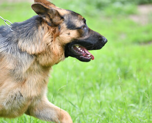 Dog breed German Shepherd on a walk on a summer day 