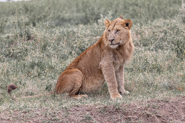 Hunting mother in the grass of the serengeti.
