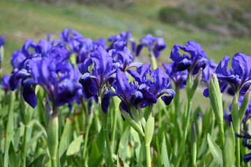 blue iris flowers in spring