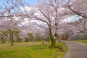 Cherry blossoms in a trail of Japanese garden
