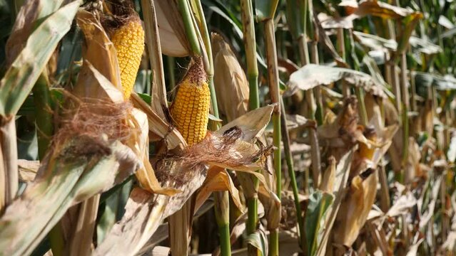 Ears of ripe corn growing on stalks in the field. Close-up image