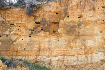 BIRD'S NESTS ON THE SOIL WALL