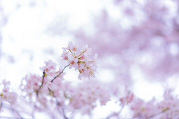 桜の花びら / Cherry blossom petals