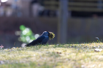 Eurasian Jackdaw (Corvus monedula) with moss in its beak. Bird building nest in springtime. Blurred background with place for text, copy space. Nature photography taken in Sweden.