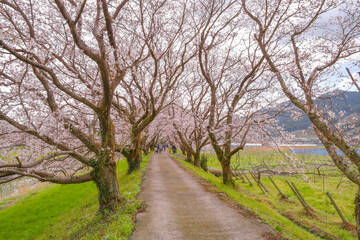 Fototapeta na wymiar Cherry blossoms blooming along in a trail nearby Japanese river