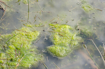 Obraz premium Teich mit Leich