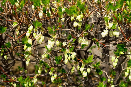 咲き始めた生垣のドウダンツツジの花