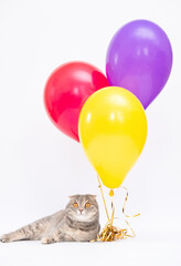 Gray scottish fold Cat with Balloons and pink bag online shoping happy cat copy space present for pet