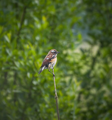 Fototapeta premium Whinchat or Bushchat (Saxicola Rubetra) bird male