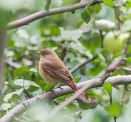 Common Redstart bird perching at apple tree