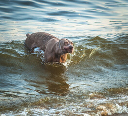 dog in water, the Short Haired Pointer