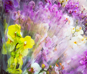 orchid bouquets