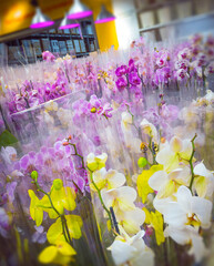 bouquets of orchids in store