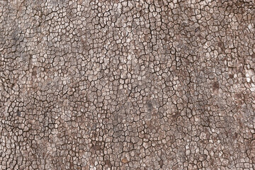 Texture of tree bark. Natural background.