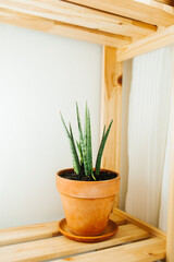 green home plant sanseveria succulent on wooden shelf. easy-to-care plant. vertically, selective focus