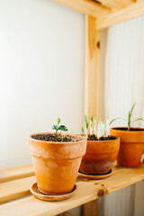green home plant on wooden shelf. easy-to-care plant. vertically, selective focus