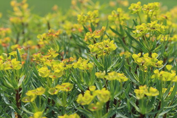Euphorbia dendroides, also known as tree spurge, is a small tree or large shrub of the family Euphorbiaceae that grows in semi-arid and mediterranean climates