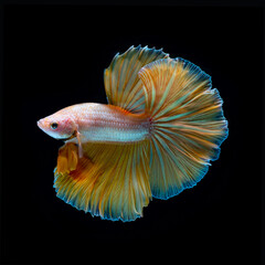 Photo of a beautiful longtail betta in Thailand