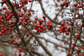 Hawthorn tree branch with fruits.