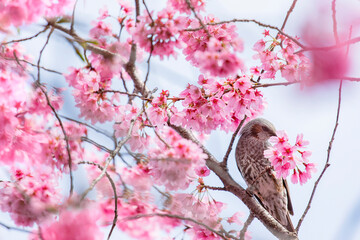 桜のプレゼント