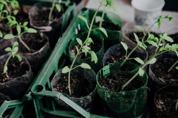 seedlings with tomatoes at home, on the table
