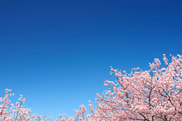 背景 テクスチャ 桜 空 花 フレーム