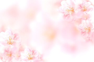 梅の花のフレーム背景