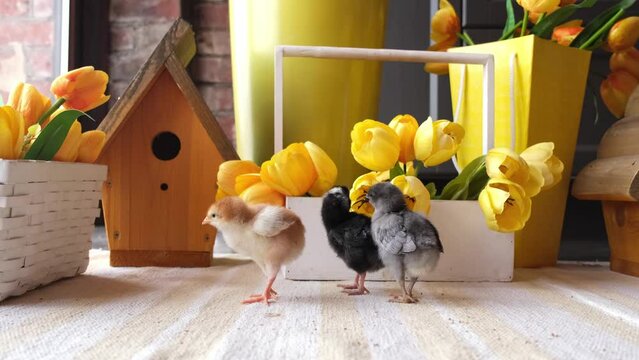 Multi-colored chickens gathered near yellow tulips. Cute Easter picture, background. Chickens try to peck at flower petals. Easter background
