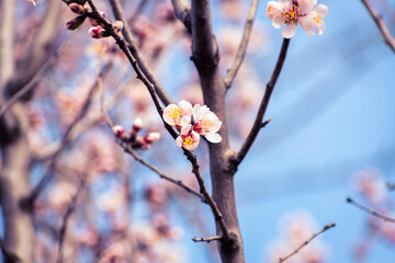 Almond tree branches full of white blossoms against the blue sky is spring