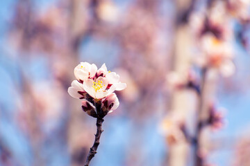 Almond tree branches full of white blossoms against the blue sky is spring