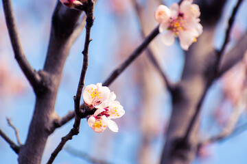 Almond tree branches full of white blossoms against the blue sky is spring