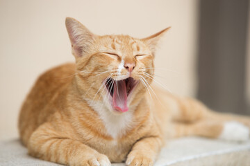 portrait of a cat