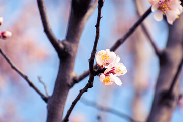 Almond tree branches full of white blossoms against the blue sky is spring