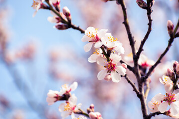 Almond tree branches full of white blossoms against the blue sky is spring