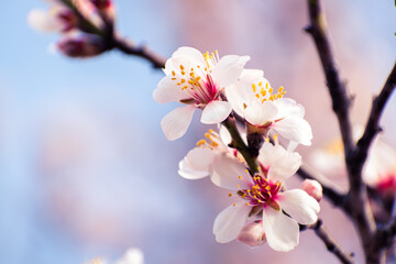 Almond tree branches full of white blossoms against the blue sky is spring