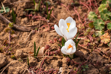 Pure white crocuses blooming in the garden
