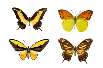 butterflies with yellow wings isolated on white background