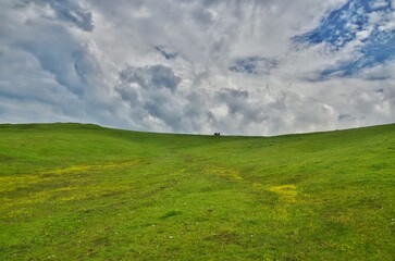 landscape with grass and sky